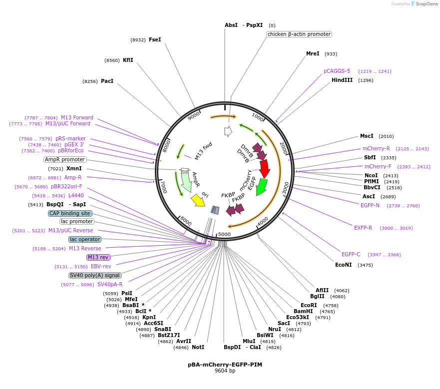111758-plasmid-map-sequence-id-222504