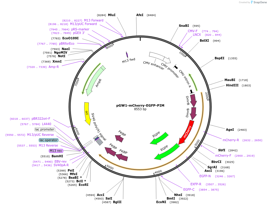111759-plasmid-map-sequence-id-222507