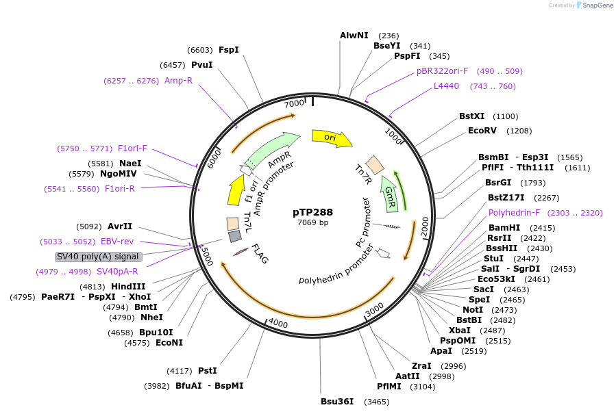 113460-plasmid-map-sequence-id-222510