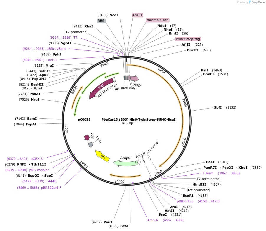 115209-plasmid-map-sequence-id-222519