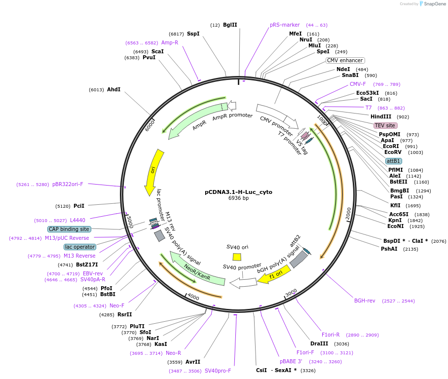 113929-plasmid-map-sequence-id-222526