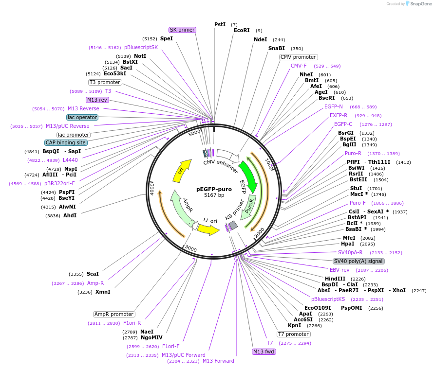 45561-plasmid-map-sequence-id-222555