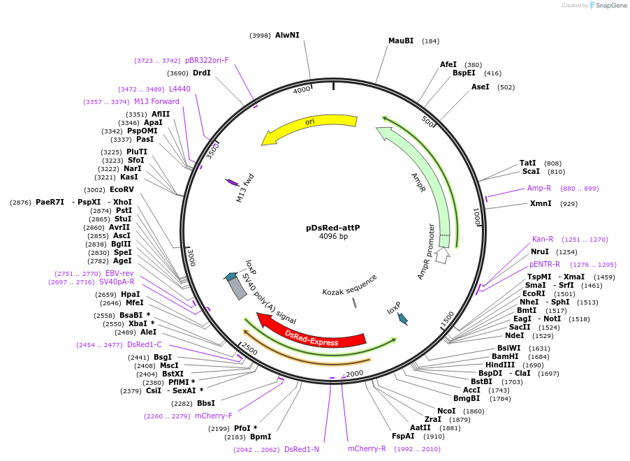 51019-plasmid-map-sequence-id-222558