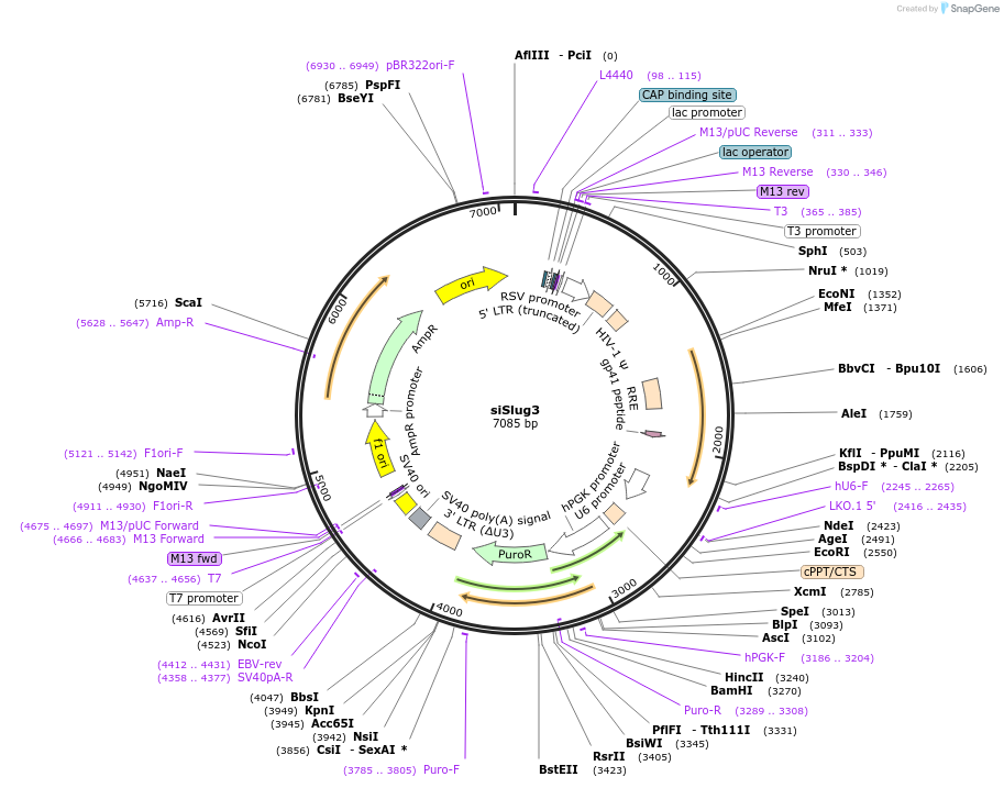 10905-plasmid-map-sequence-id-222560