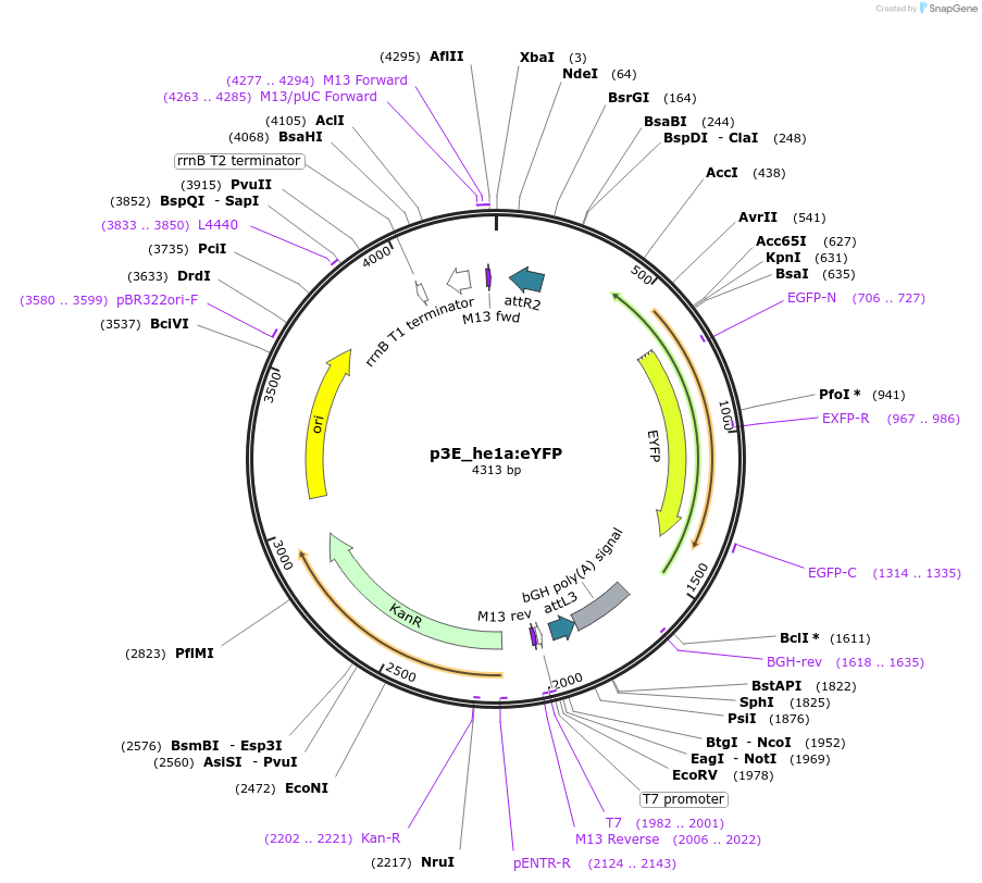 113879-plasmid-map-sequence-id-222563