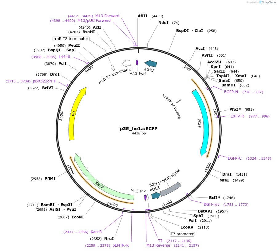 113880-plasmid-map-sequence-id-222569