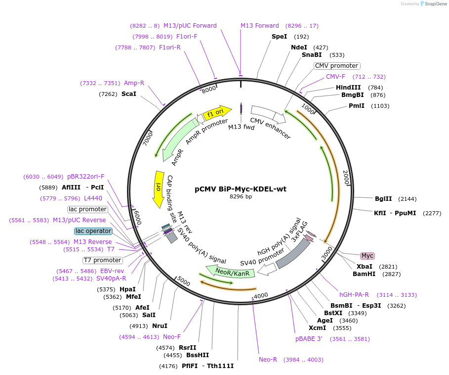 27164-plasmid-map-sequence-id-222572