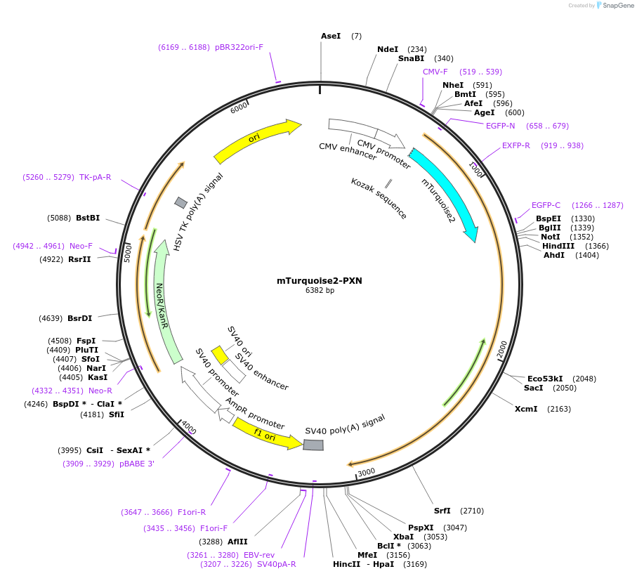 112957-plasmid-map-sequence-id-222576