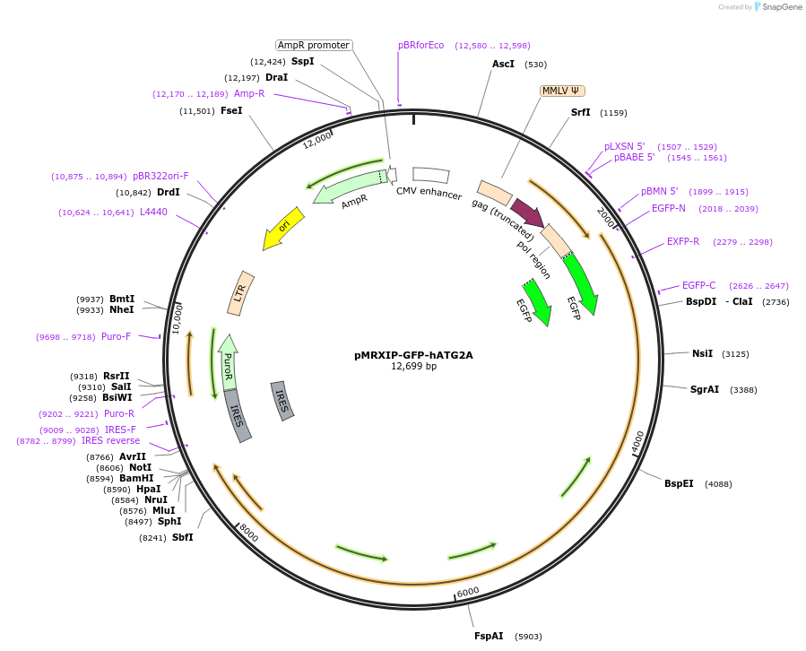 114462-plasmid-map-sequence-id-222583