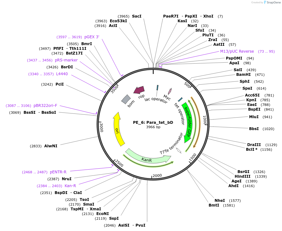 113601-plasmid-map-sequence-id-222594