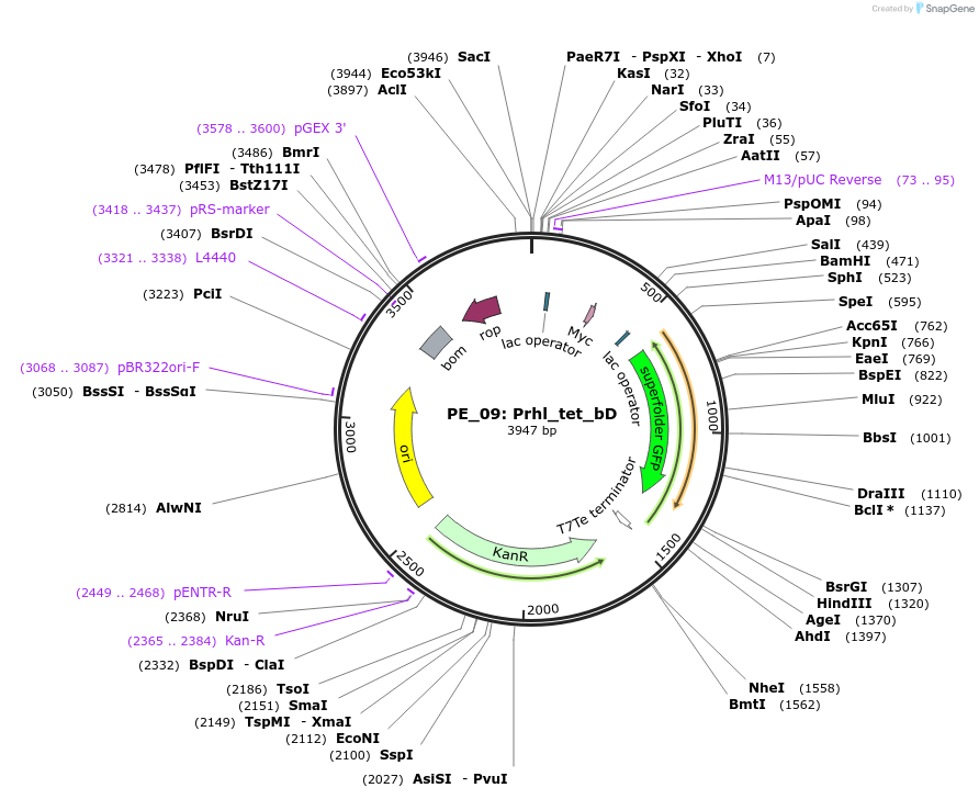 113598-plasmid-map-sequence-id-222596