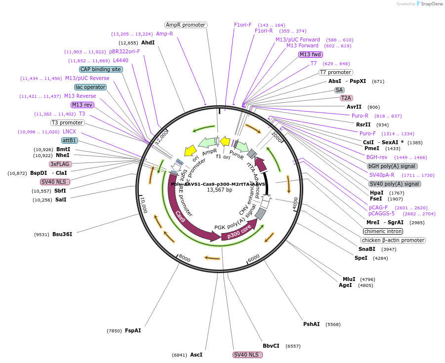 112261-plasmid-map-sequence-id-222598