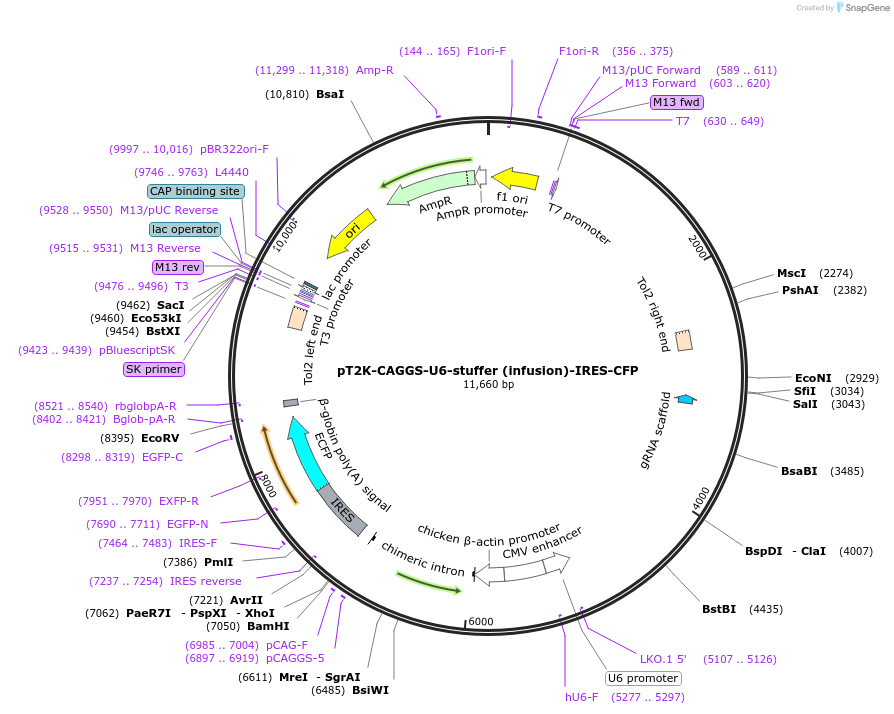114727-plasmid-map-sequence-id-222600