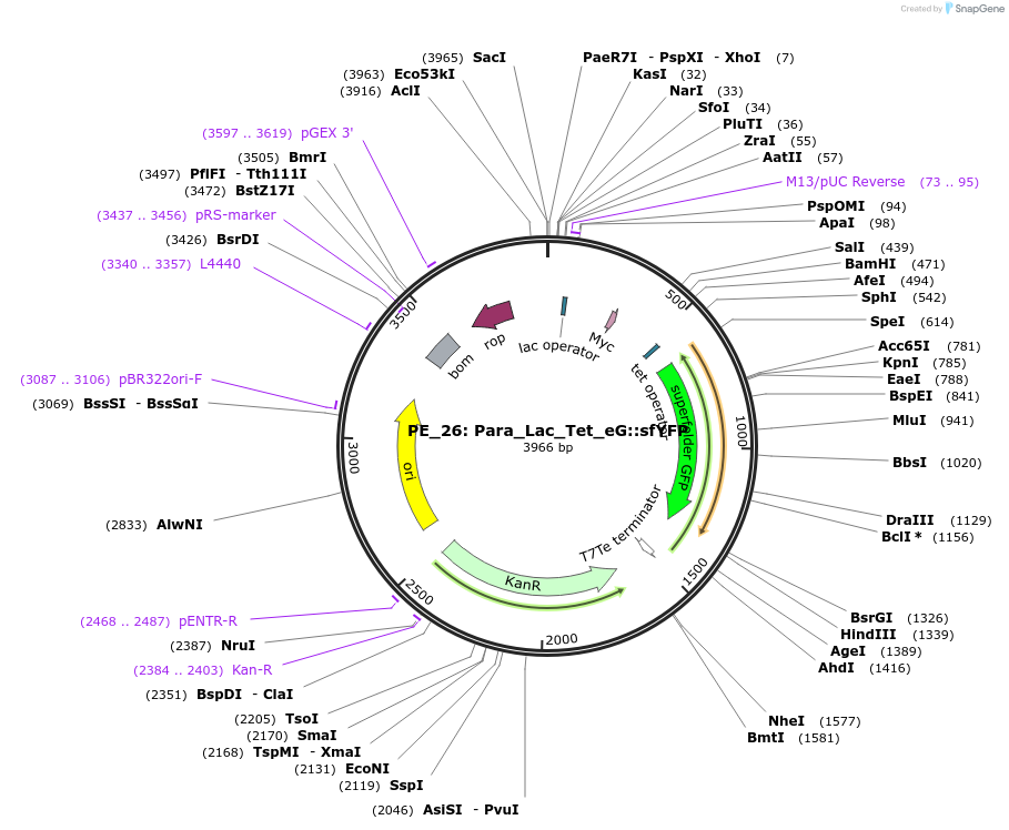 104887-plasmid-map-sequence-id-222601