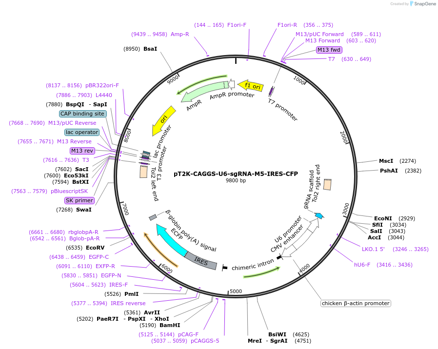 114728-plasmid-map-sequence-id-222605