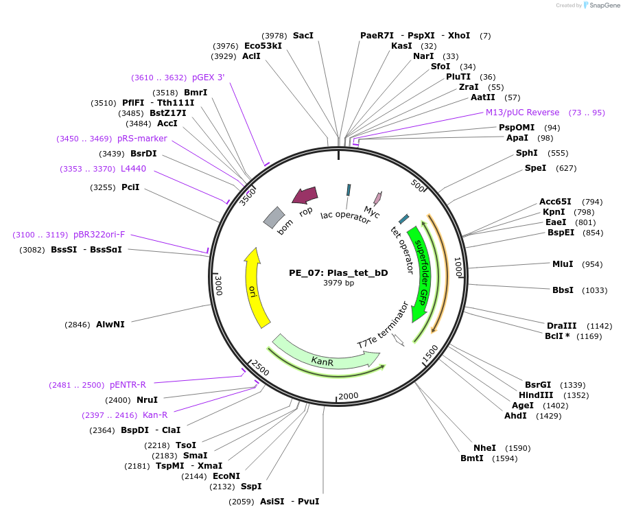 113600-plasmid-map-sequence-id-222618