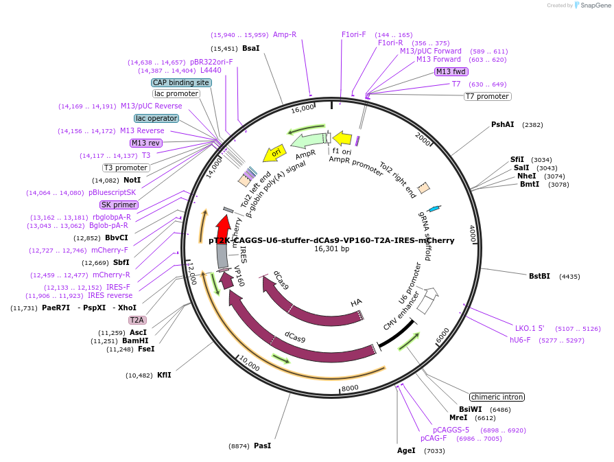 114726-plasmid-map-sequence-id-222619