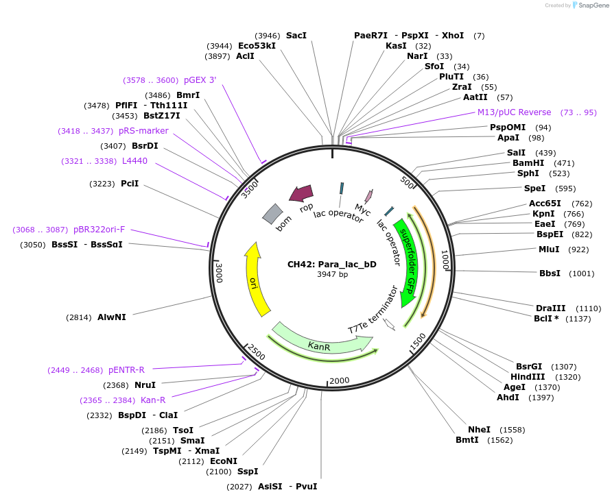 104868-plasmid-map-sequence-id-222620