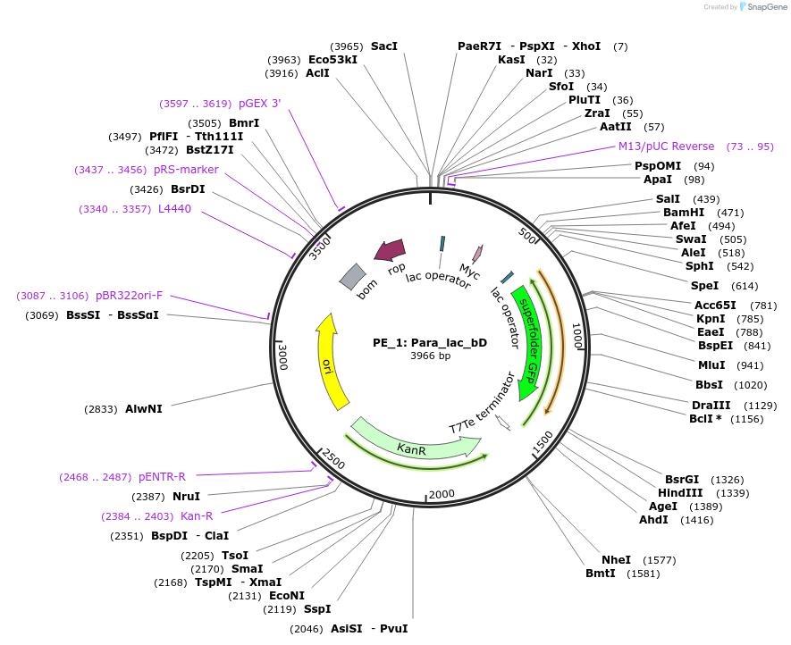 113606-plasmid-map-sequence-id-222624