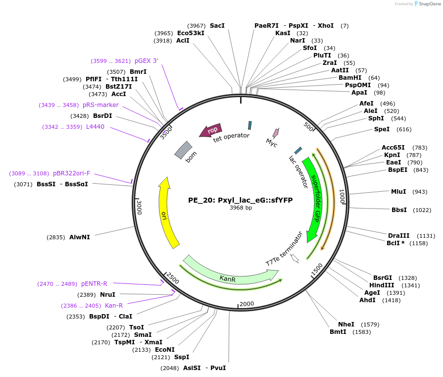 104881-plasmid-map-sequence-id-222627