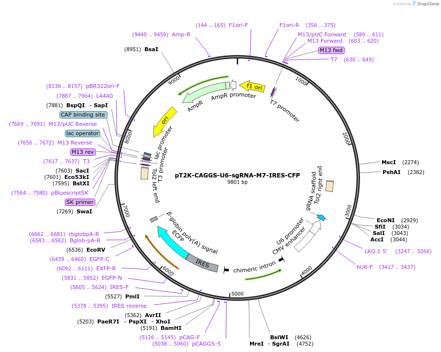 114730-plasmid-map-sequence-id-222631