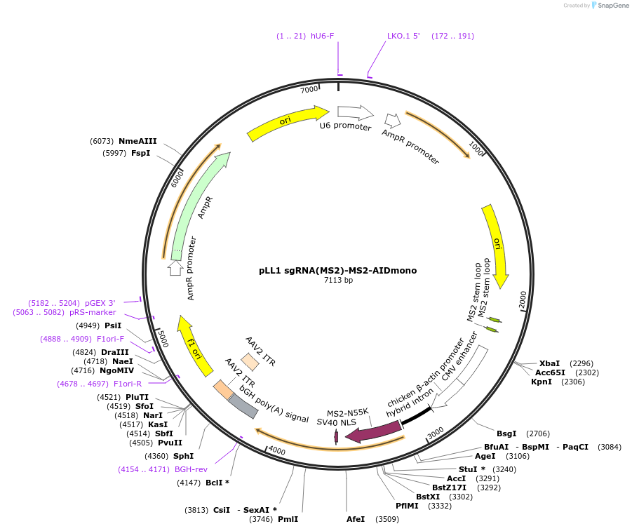 112127-plasmid-map-sequence-id-222647