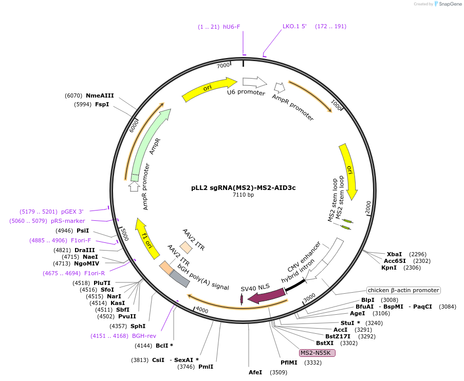 112128-plasmid-map-sequence-id-222656