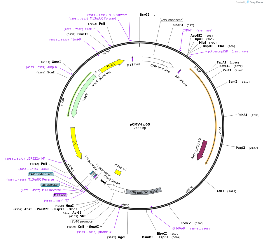 21966-plasmid-map-sequence-id-222662