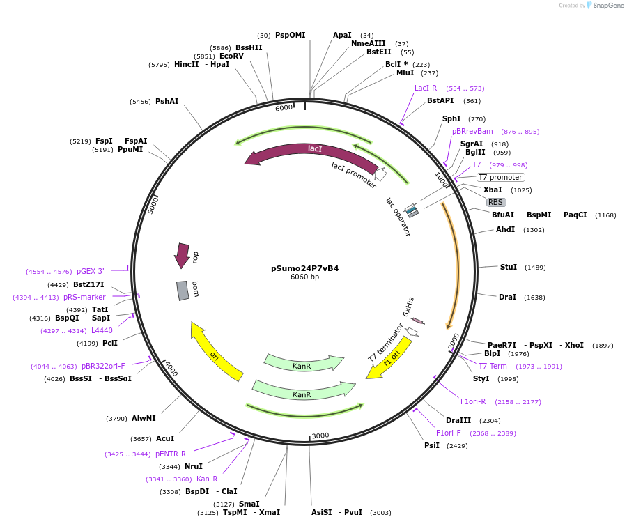 113073-plasmid-map-sequence-id-222666