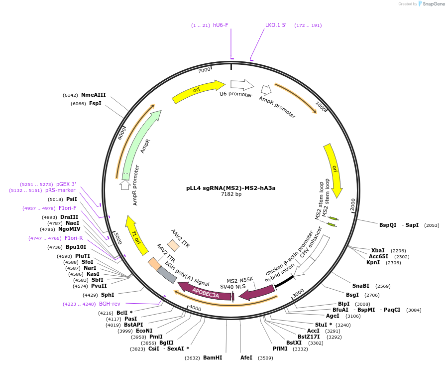 112130-plasmid-map-sequence-id-222672