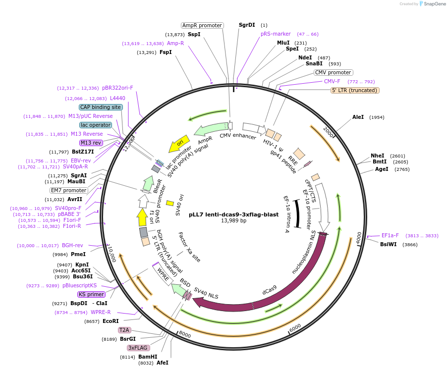 112133-plasmid-map-sequence-id-222675