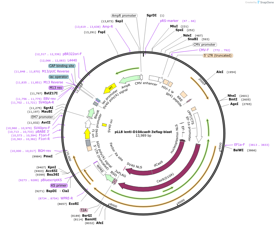 112134-plasmid-map-sequence-id-222676