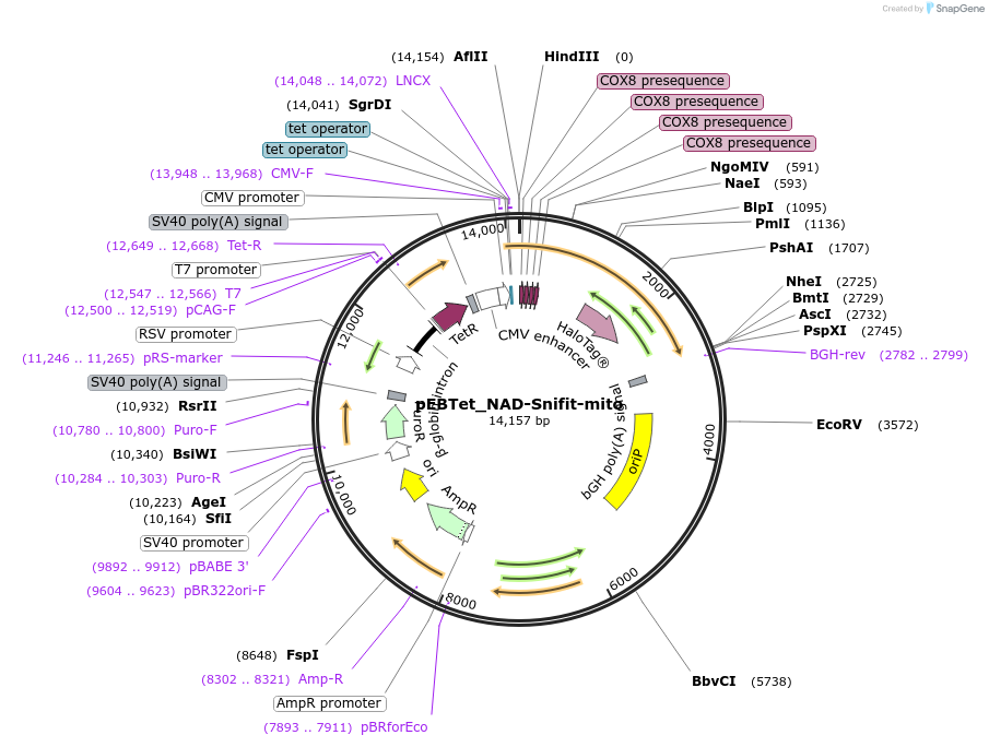 113916-plasmid-map-sequence-id-222706