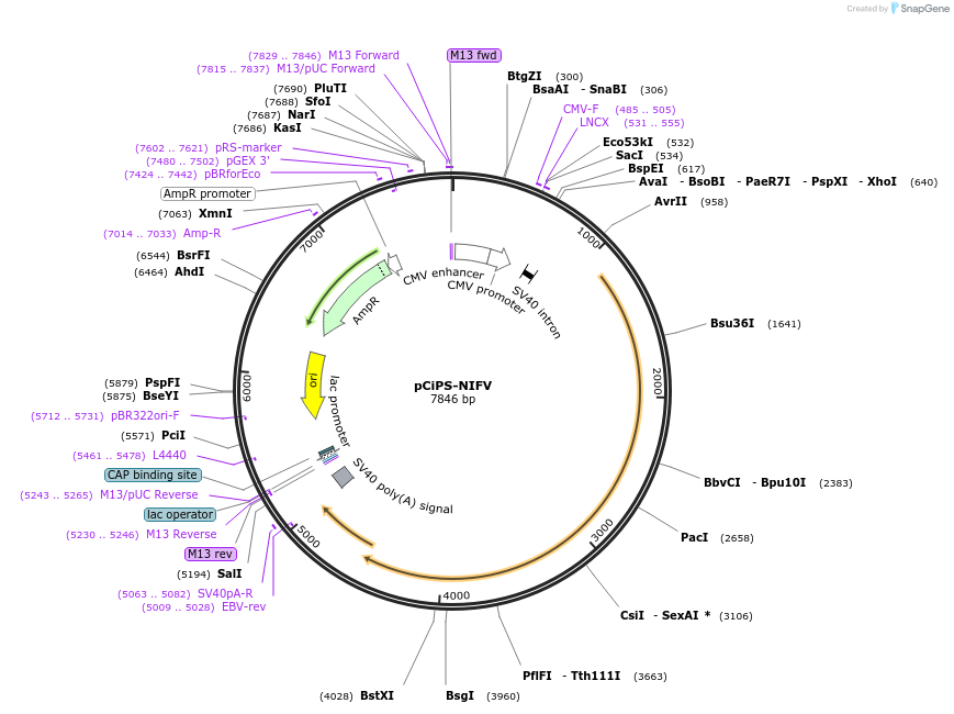 110807-plasmid-map-sequence-id-222708
