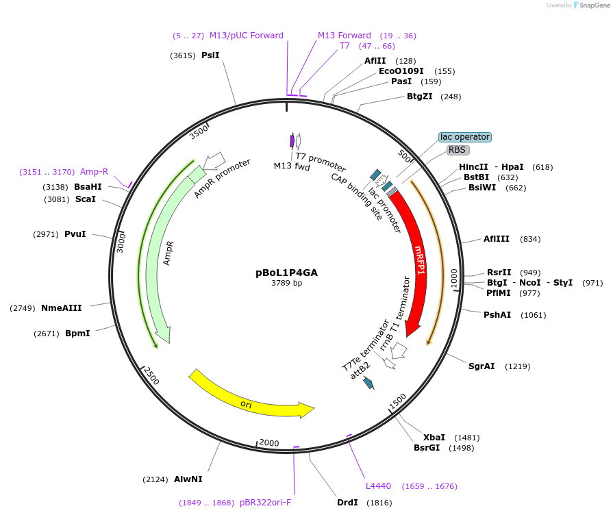 112910-plasmid-map-sequence-id-222715
