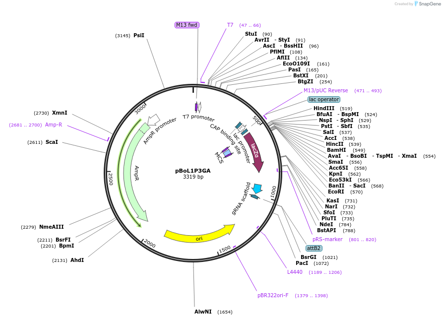 112909-plasmid-map-sequence-id-222724
