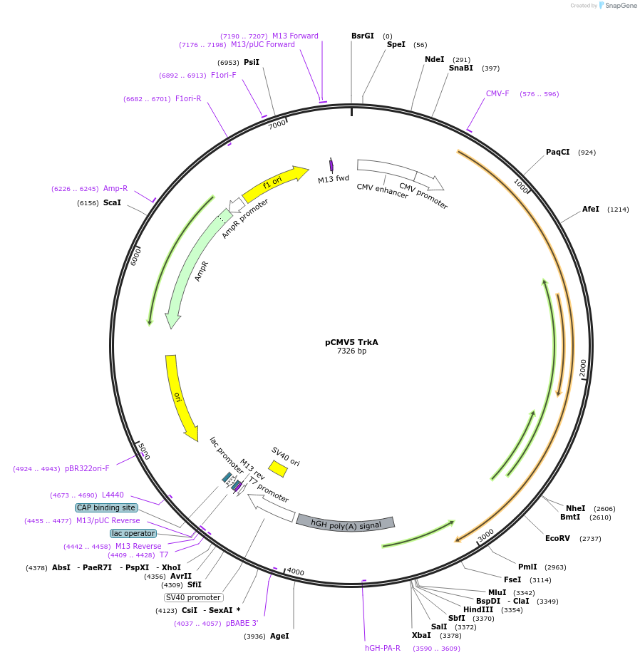 15002-plasmid-map-sequence-id-222737
