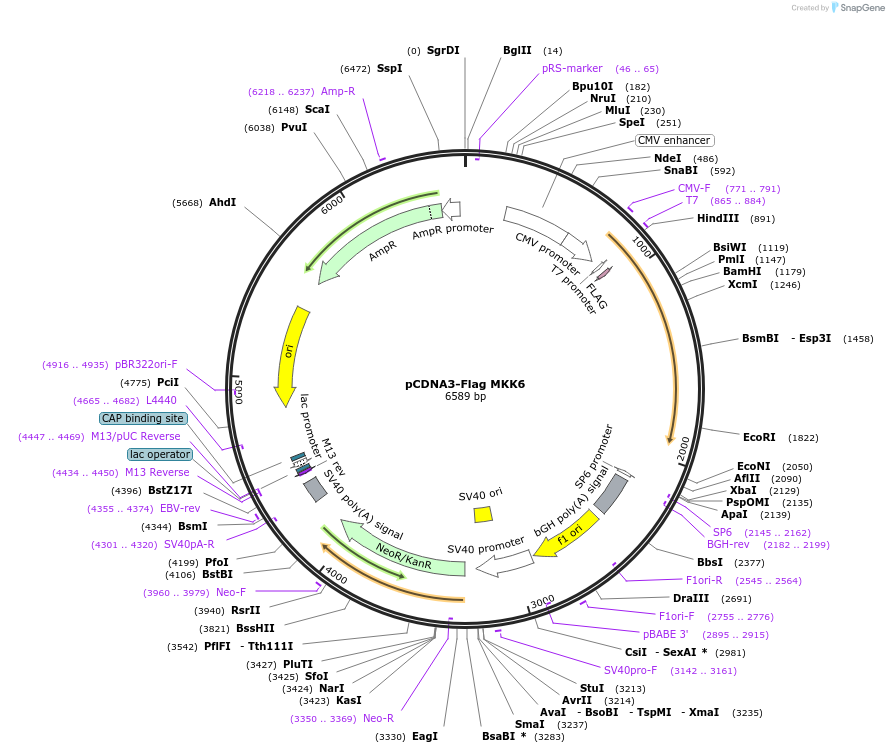 13517-plasmid-map-sequence-id-222741