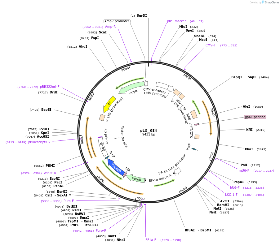 111595-plasmid-map-sequence-id-222743