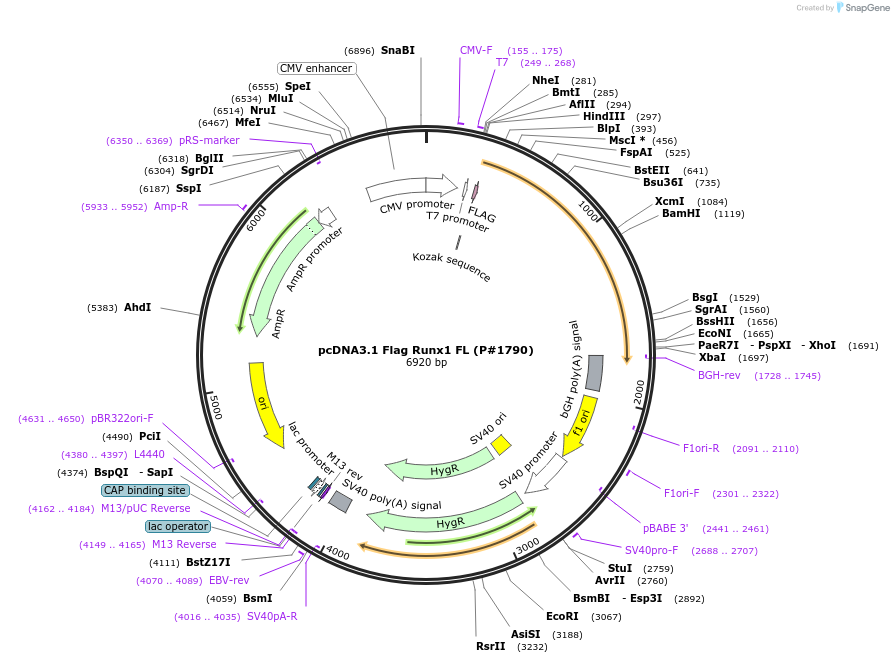 14585-plasmid-map-sequence-id-222753