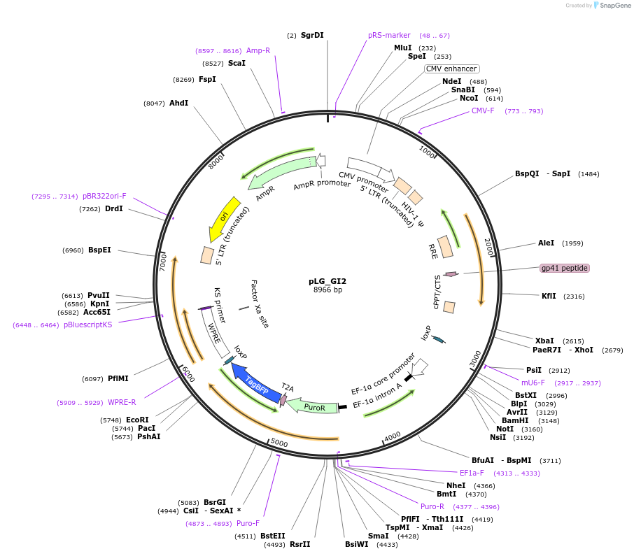 111593-plasmid-map-sequence-id-222761