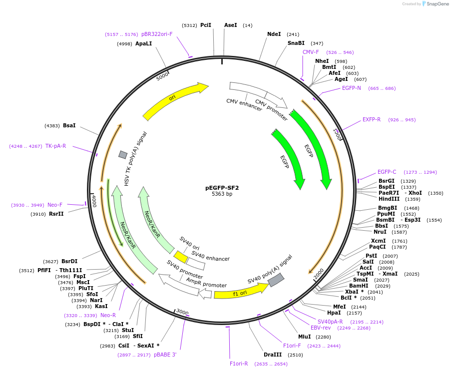 17990-plasmid-map-sequence-id-222762