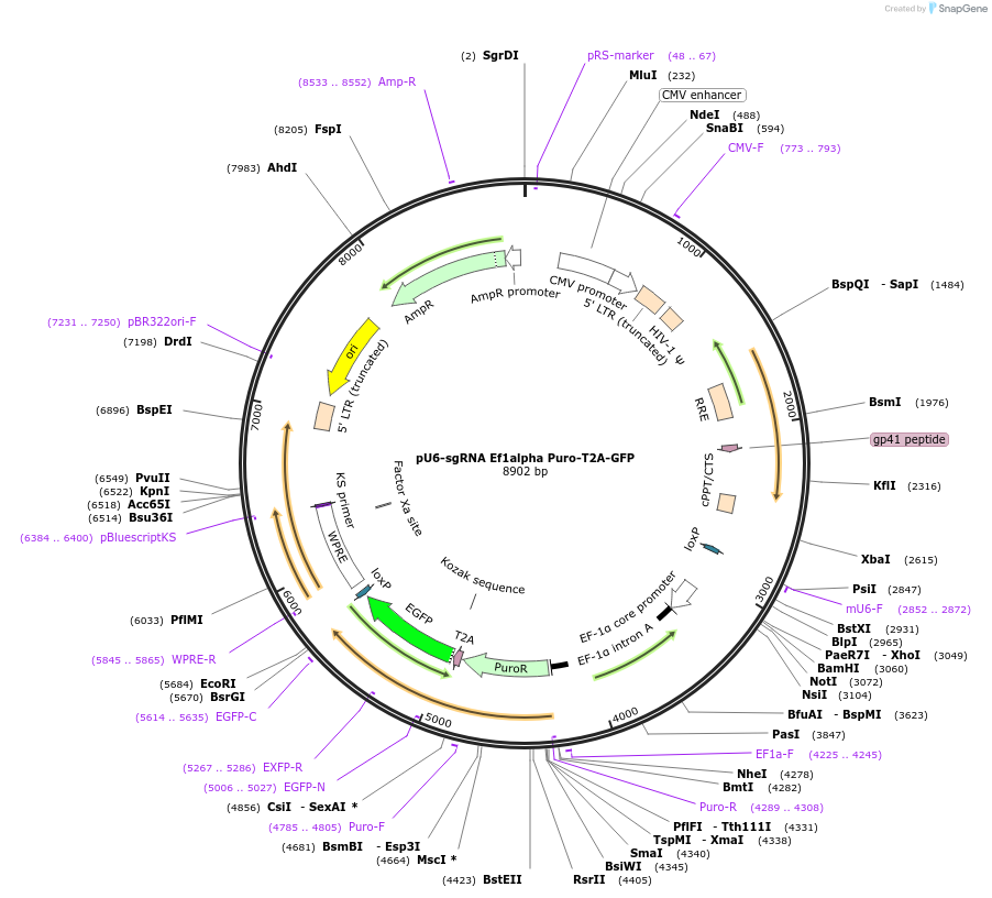 111596-plasmid-map-sequence-id-222766