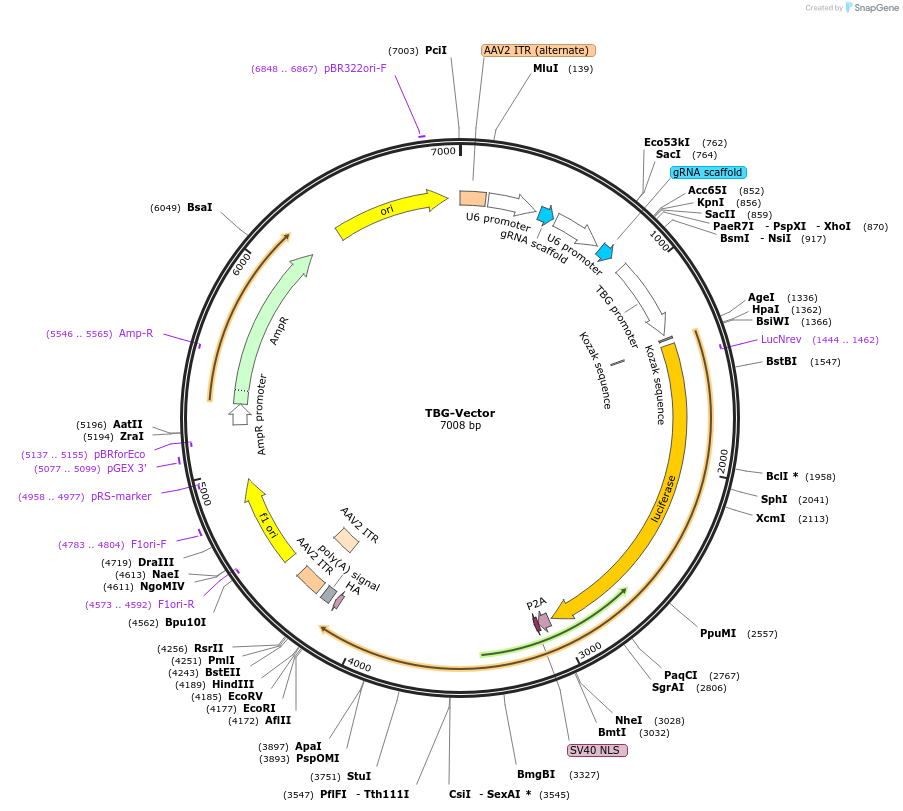 109396-plasmid-map-sequence-id-222776