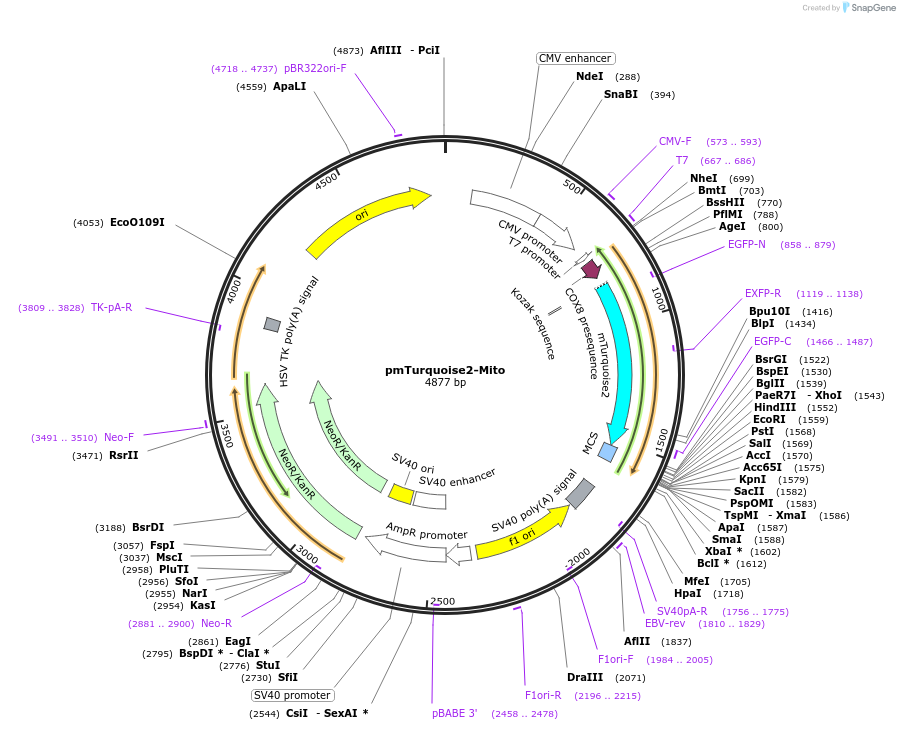 36208-plasmid-map-sequence-id-222778