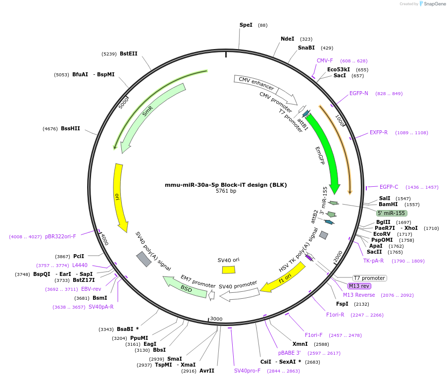 107789-plasmid-map-sequence-id-222786