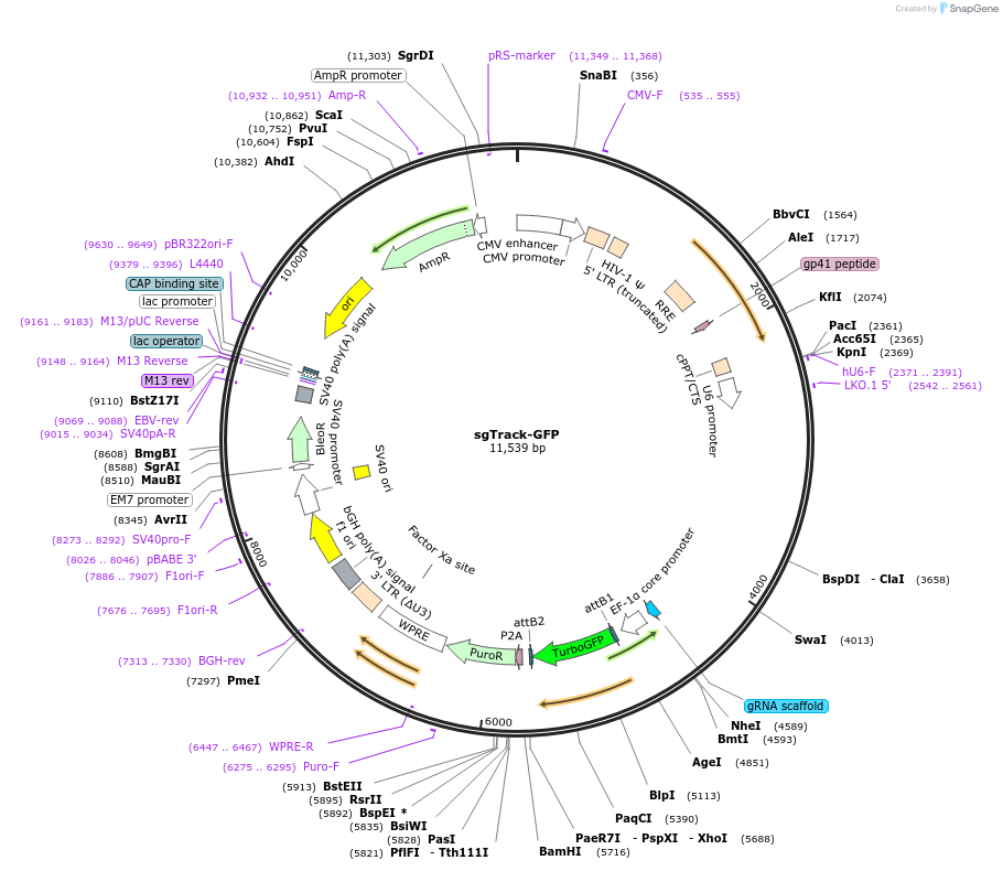 114012-plasmid-map-sequence-id-222794