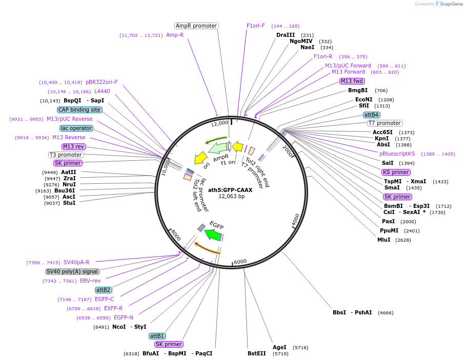 105958-plasmid-map-sequence-id-222805
