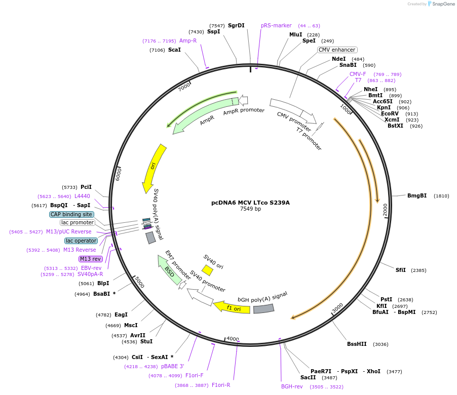 112194-plasmid-map-sequence-id-222807