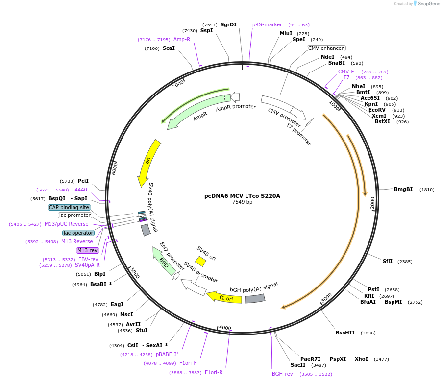 112193-plasmid-map-sequence-id-222810